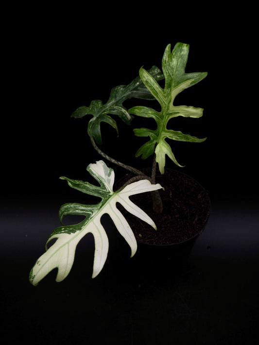 Alocasia Brancifolia Albo