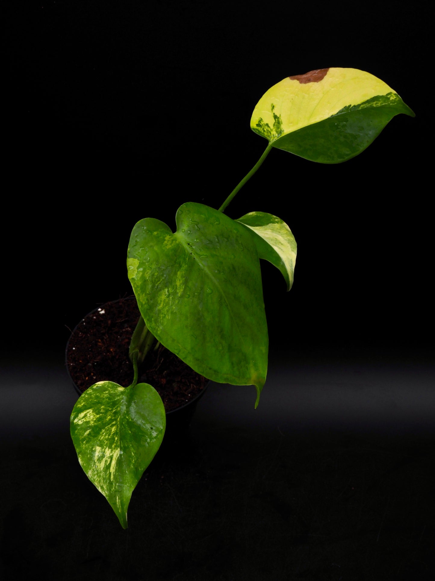 Monstera Yellow Marylin