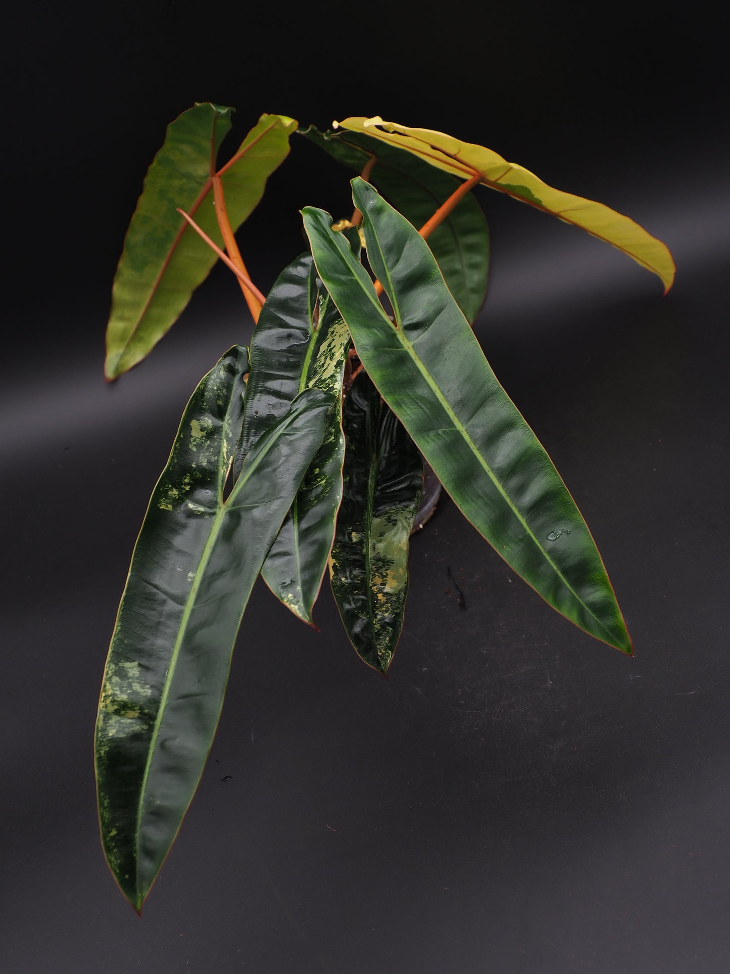 Philodendron Billietiae Variegata