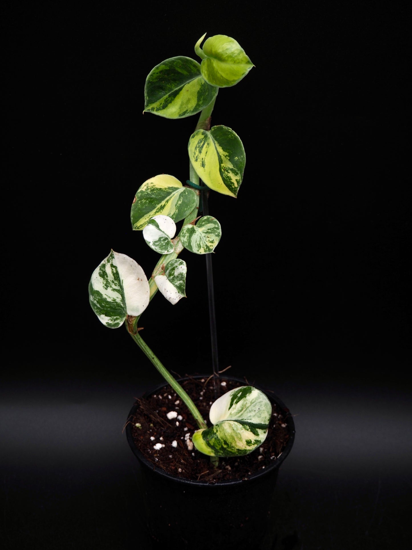 Rhaphidophora Hayi Variegata