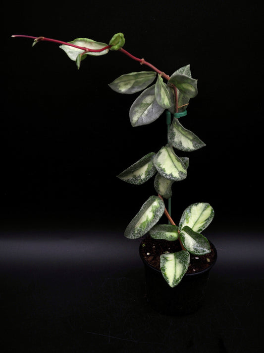 Hoya Argentea Princess