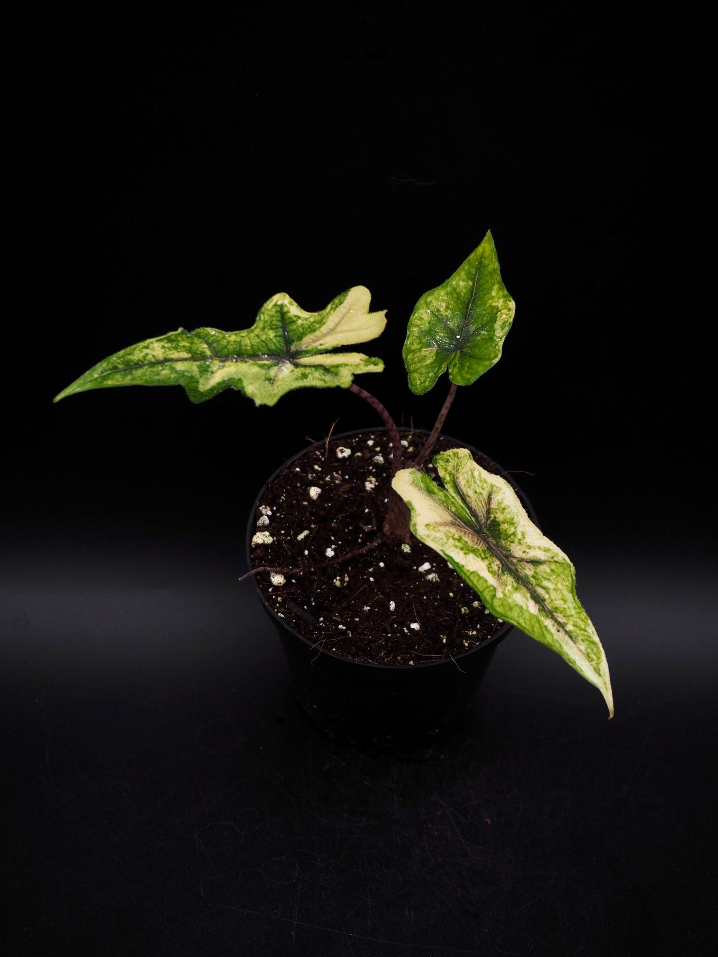 Alocasia Jacklyn Aurea Variegata