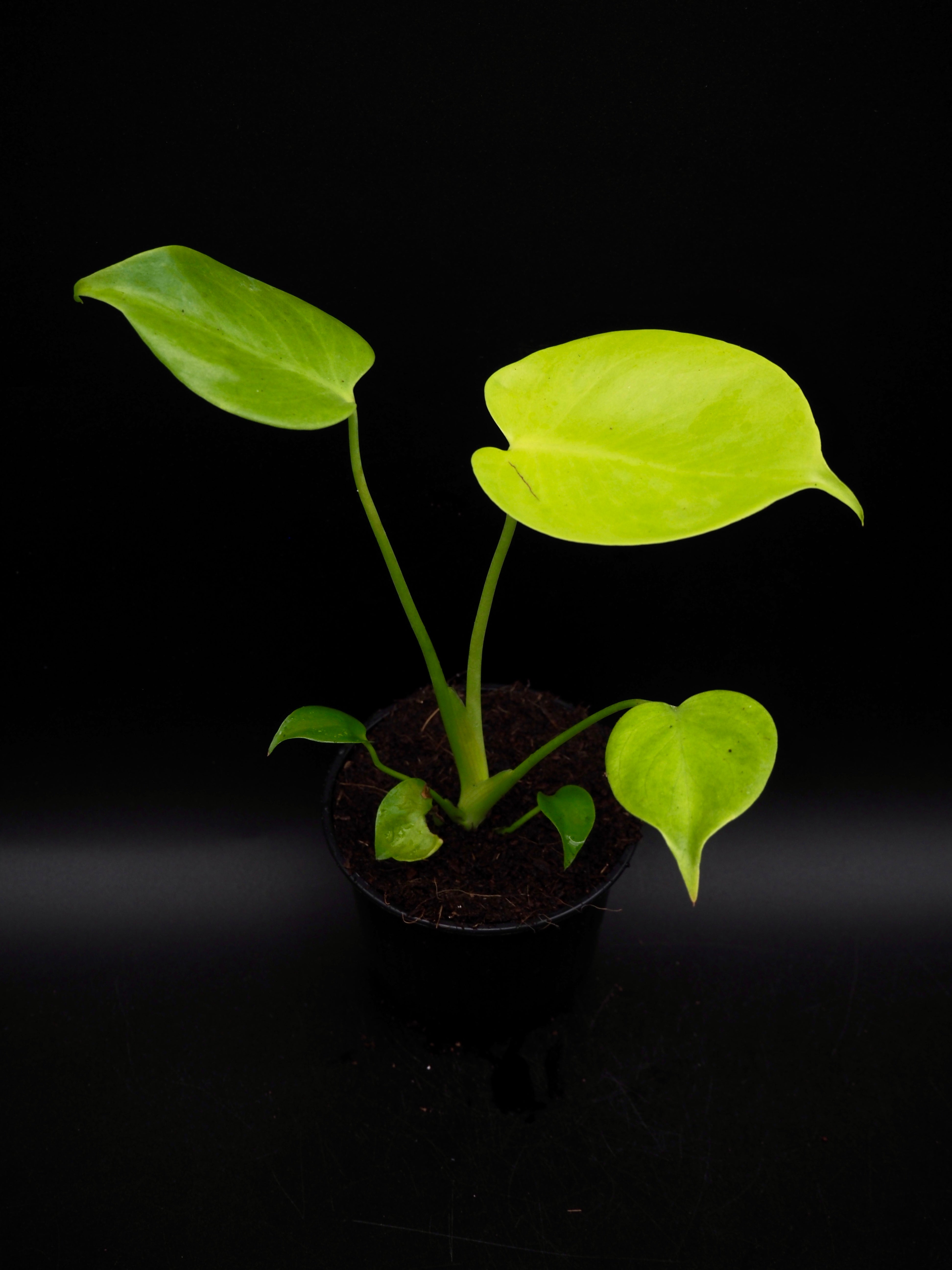 Monstera Lemon Lime kaufen – Jolaplants