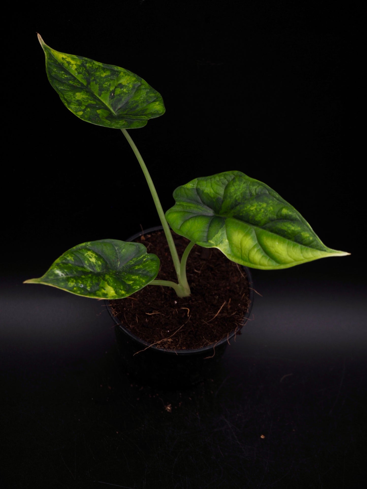 Alocasia Dragon Scale Aurea