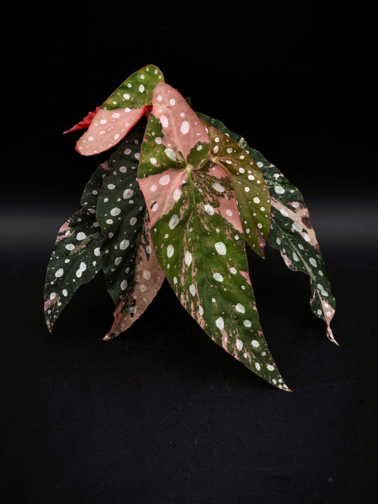 Begonia Maculata Pink Variegata