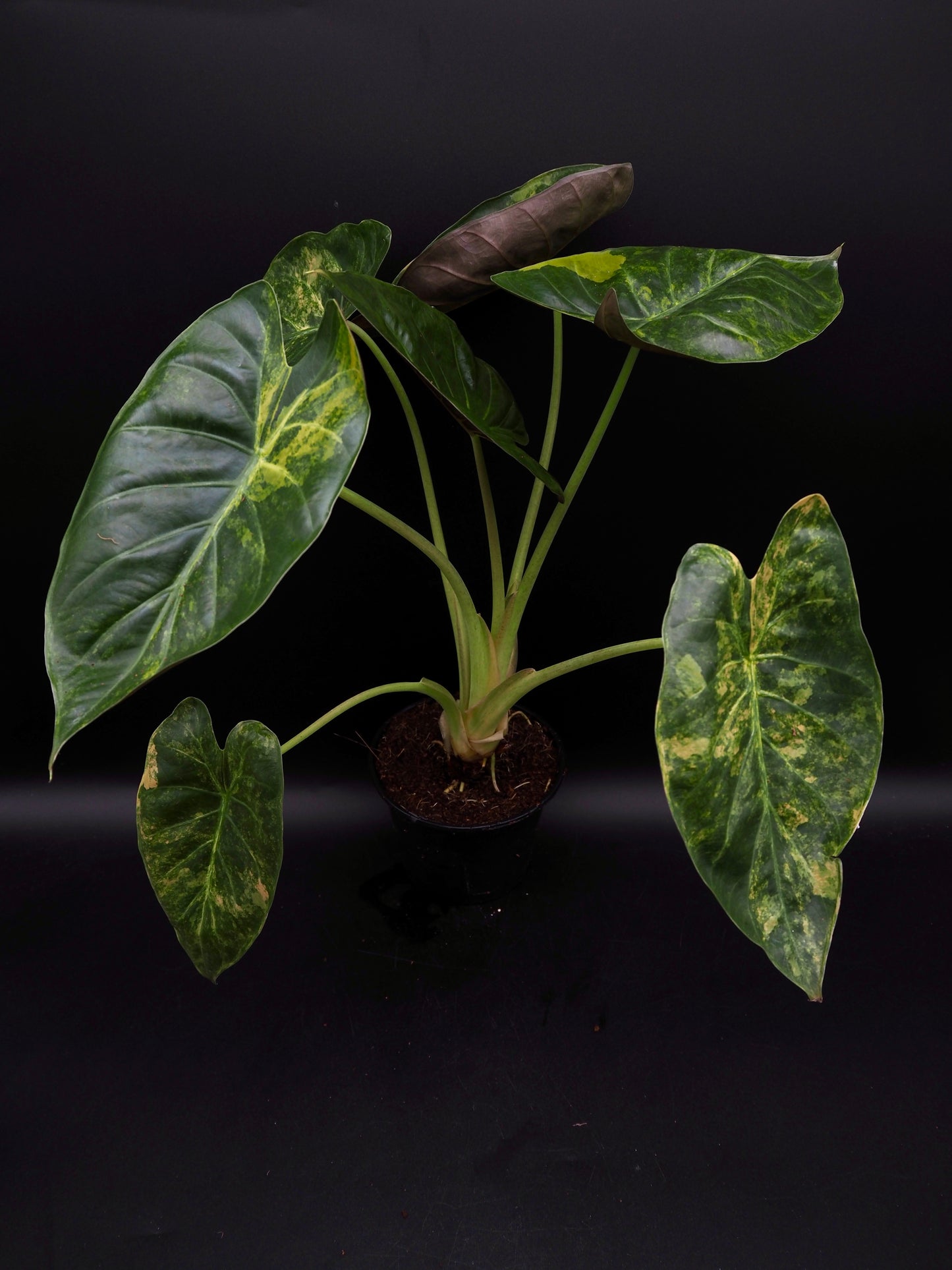 Alocasia Wentii Sunset Aurea