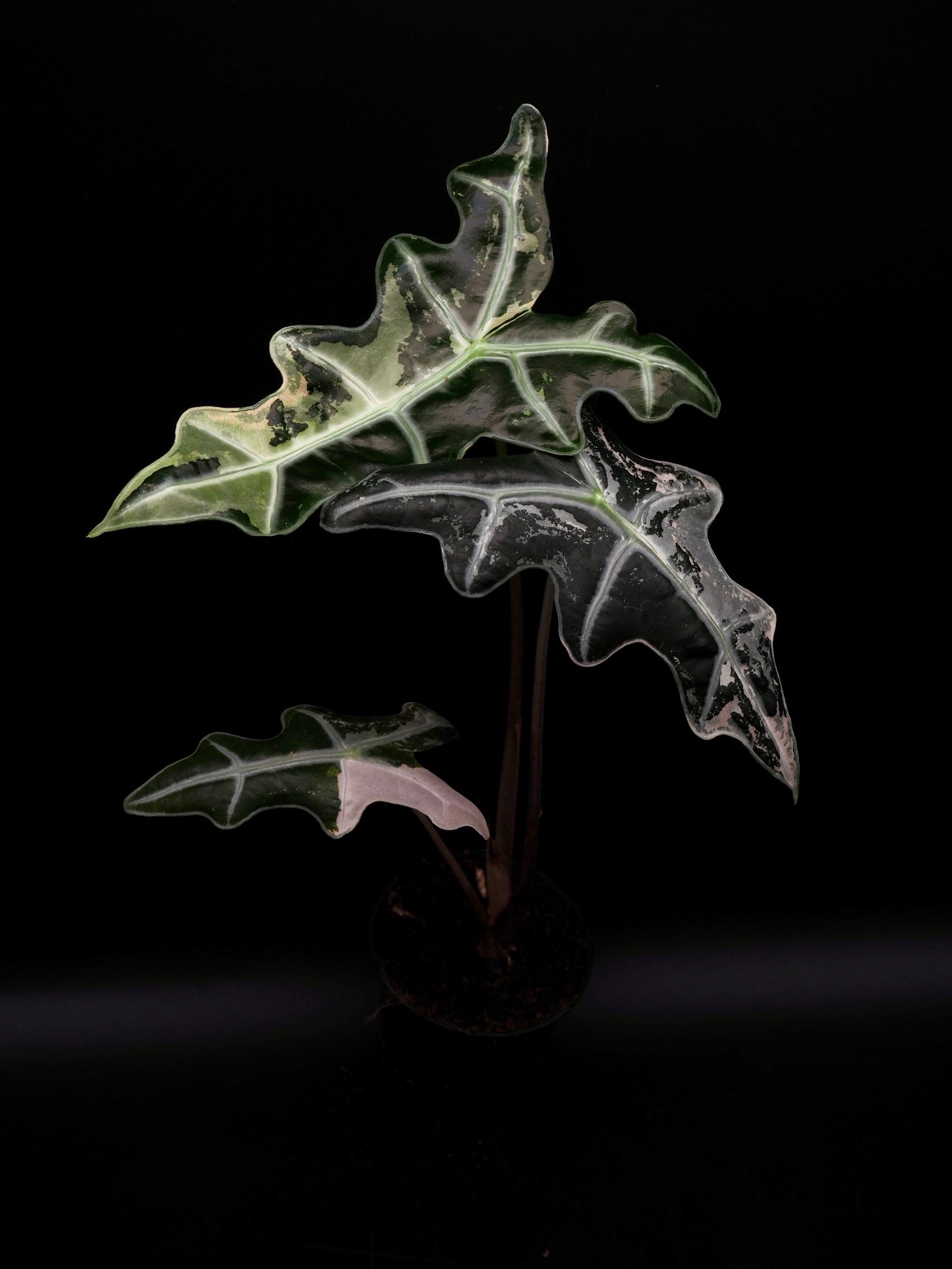 Alocasia Nobilis Pink