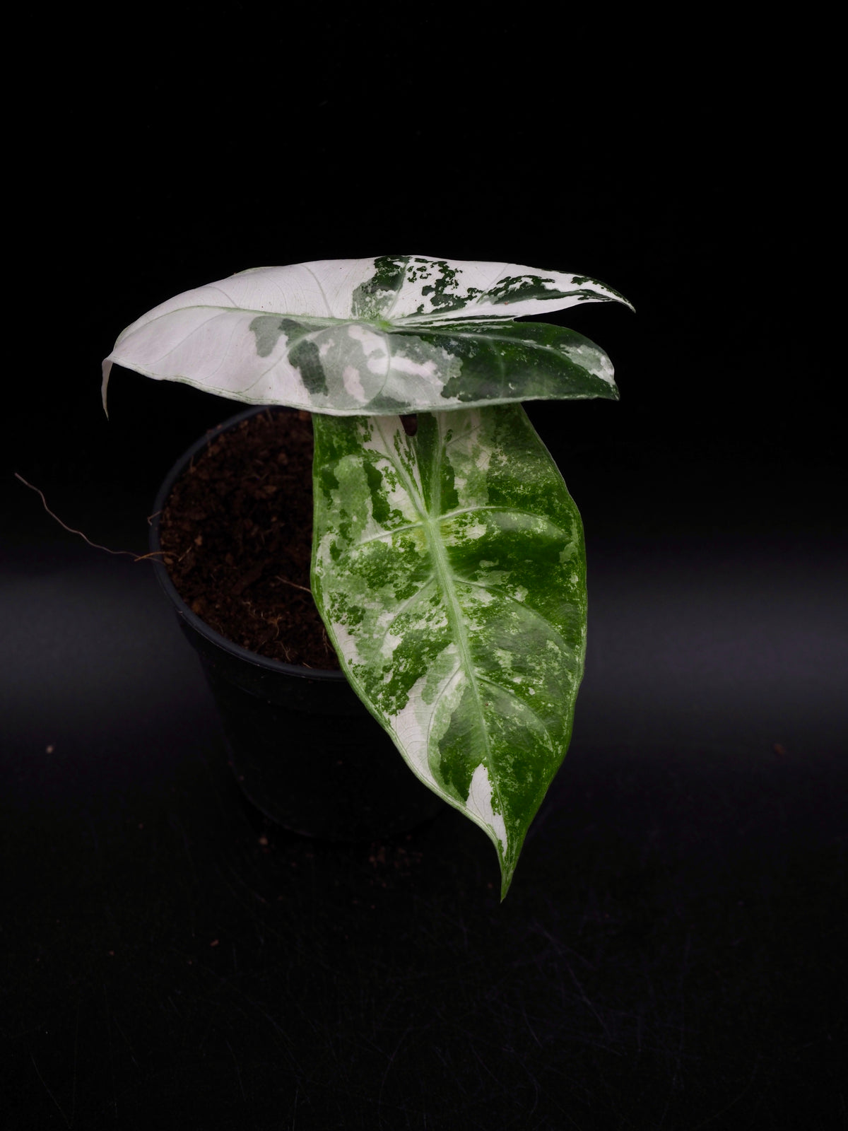 Alocasia Pink Dragon Albo Variegata