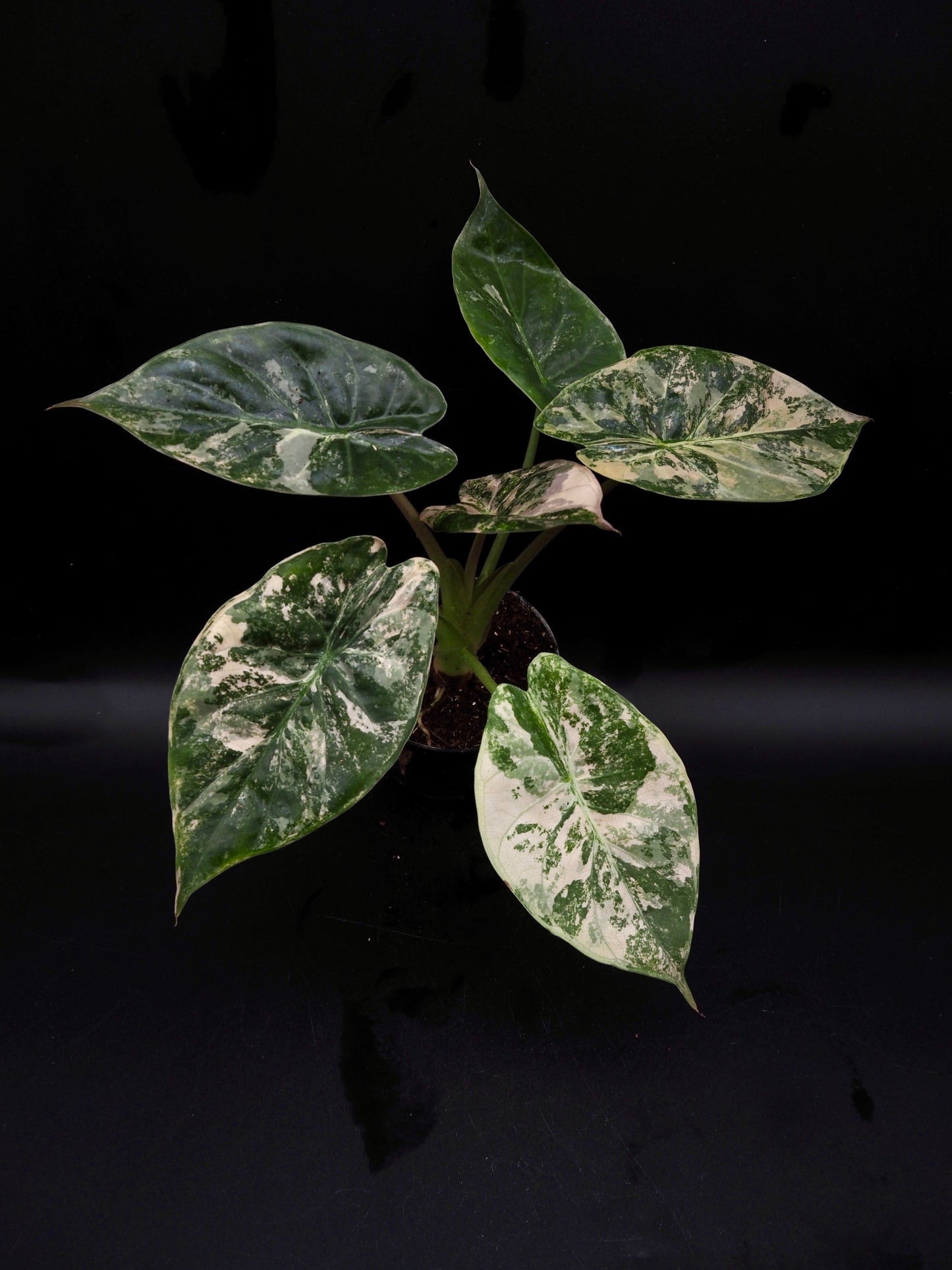 Alocasia Wentii Albo/Pink