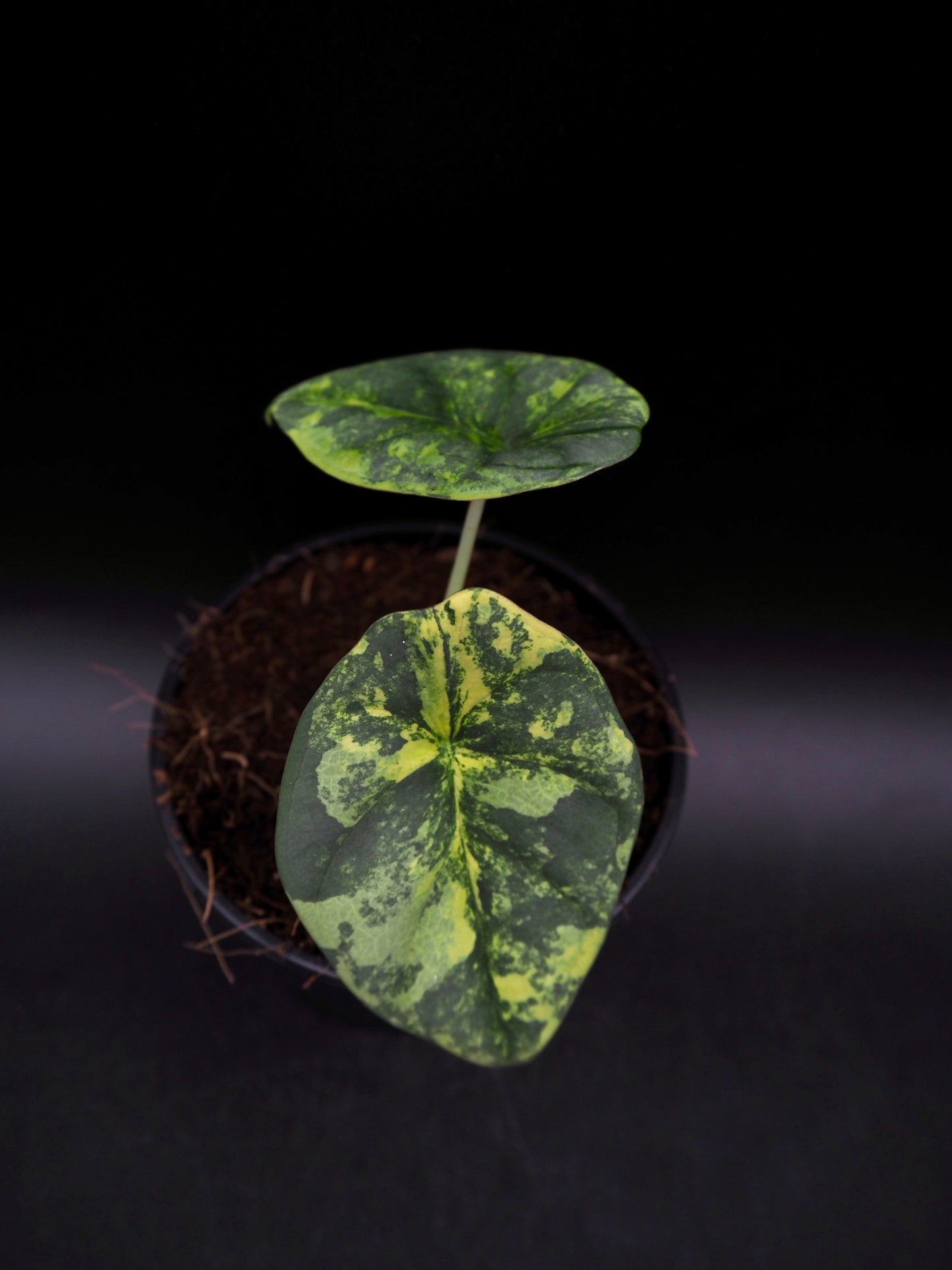 Alocasia Nebula Aurea