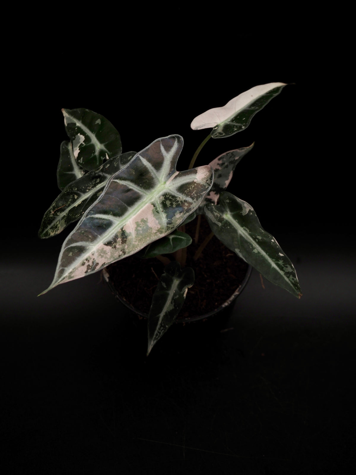 Alocasia Bambino Rose Variegata