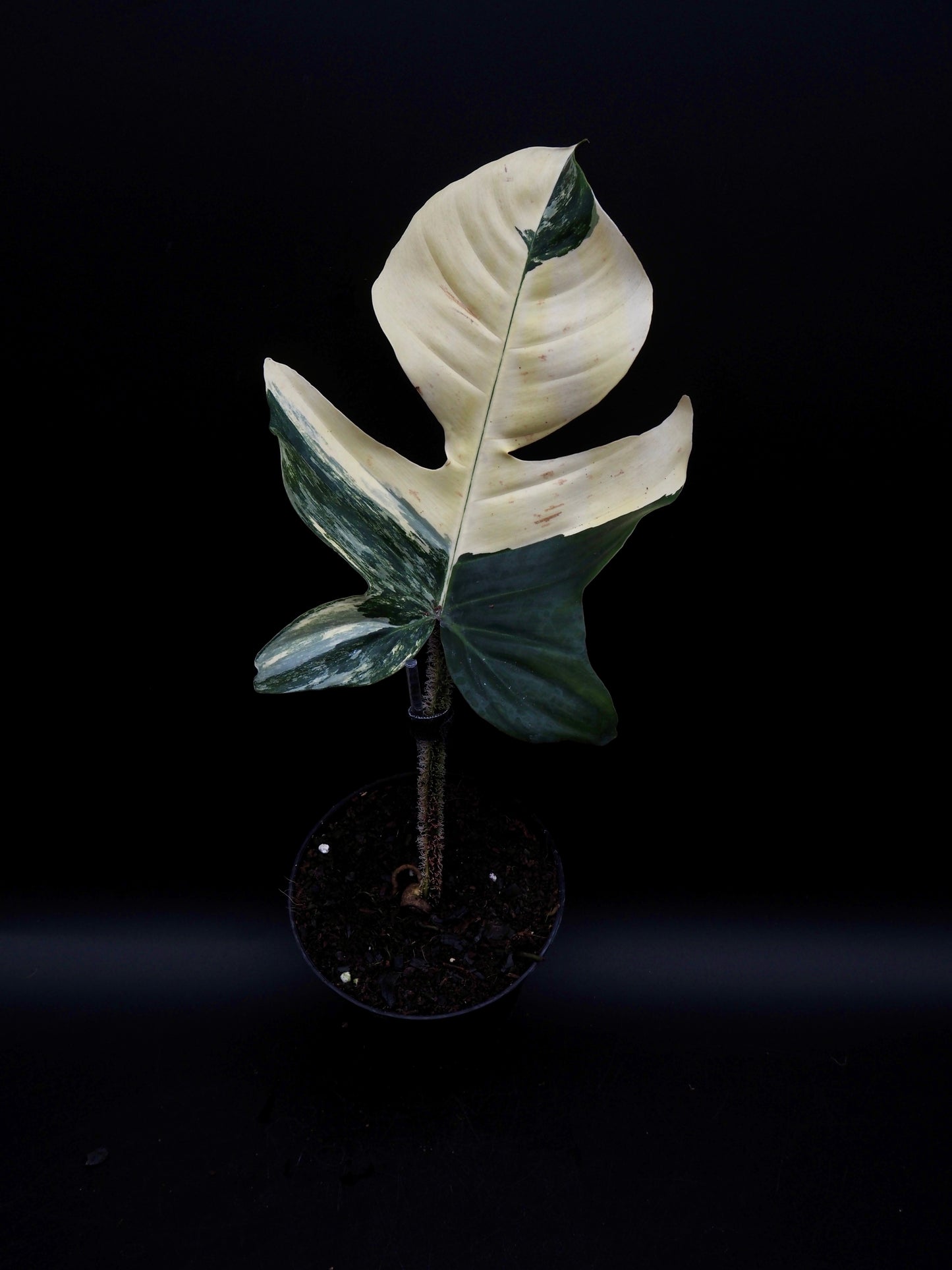 Philodendron Squamiferum Aurea Variegata