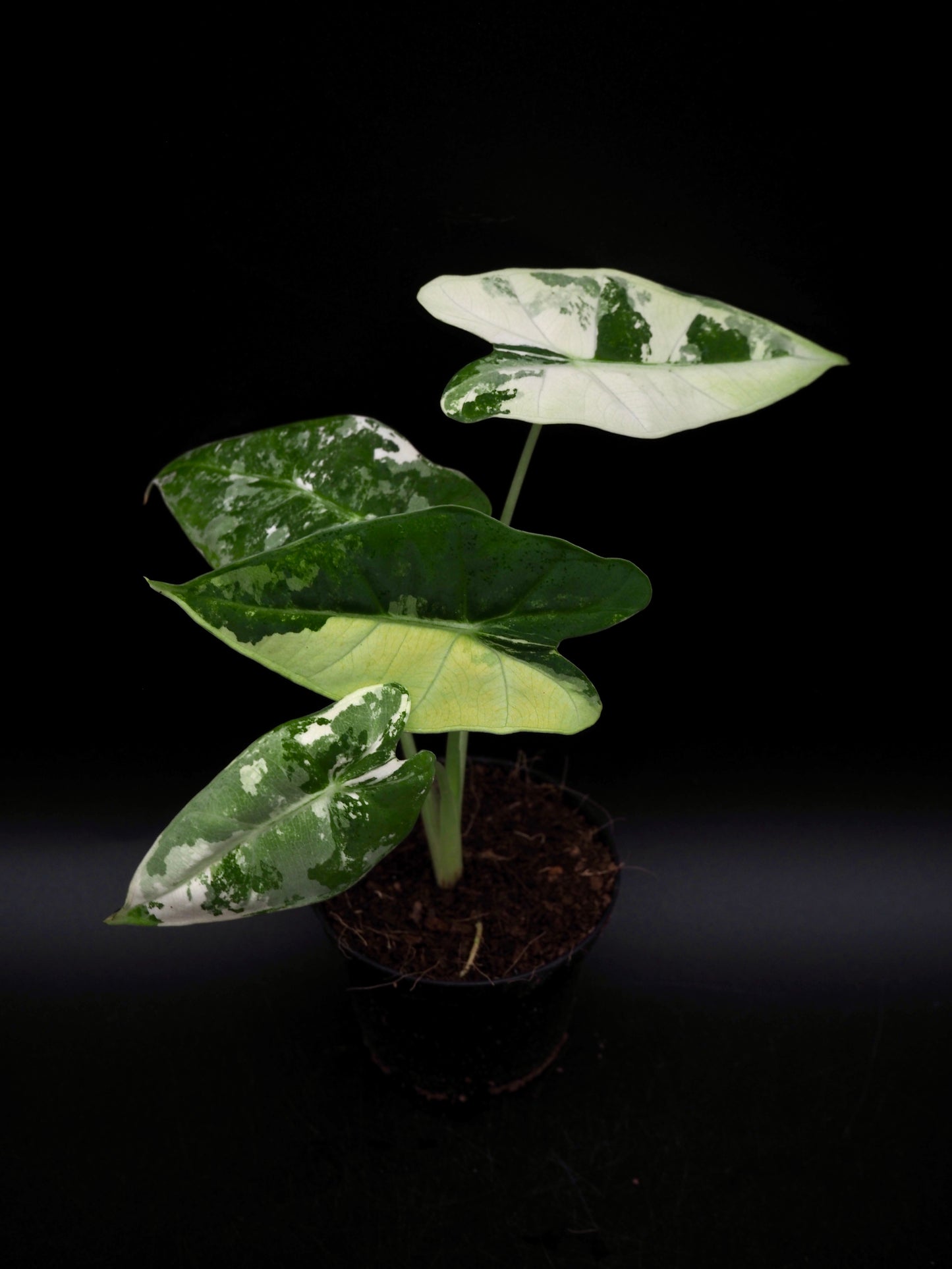 Alocasia Frydek Variegata