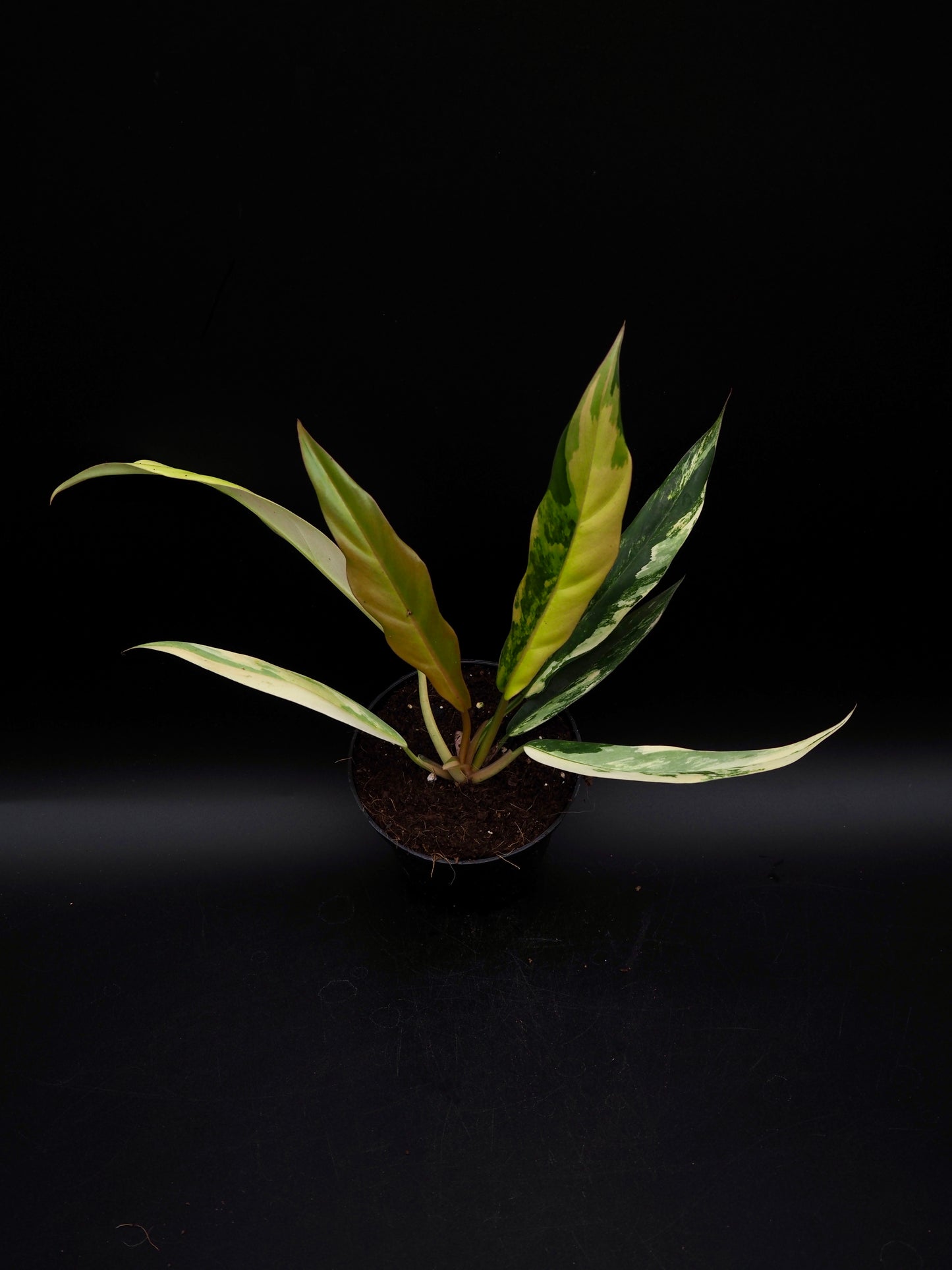 Philodendron Caramel Marble