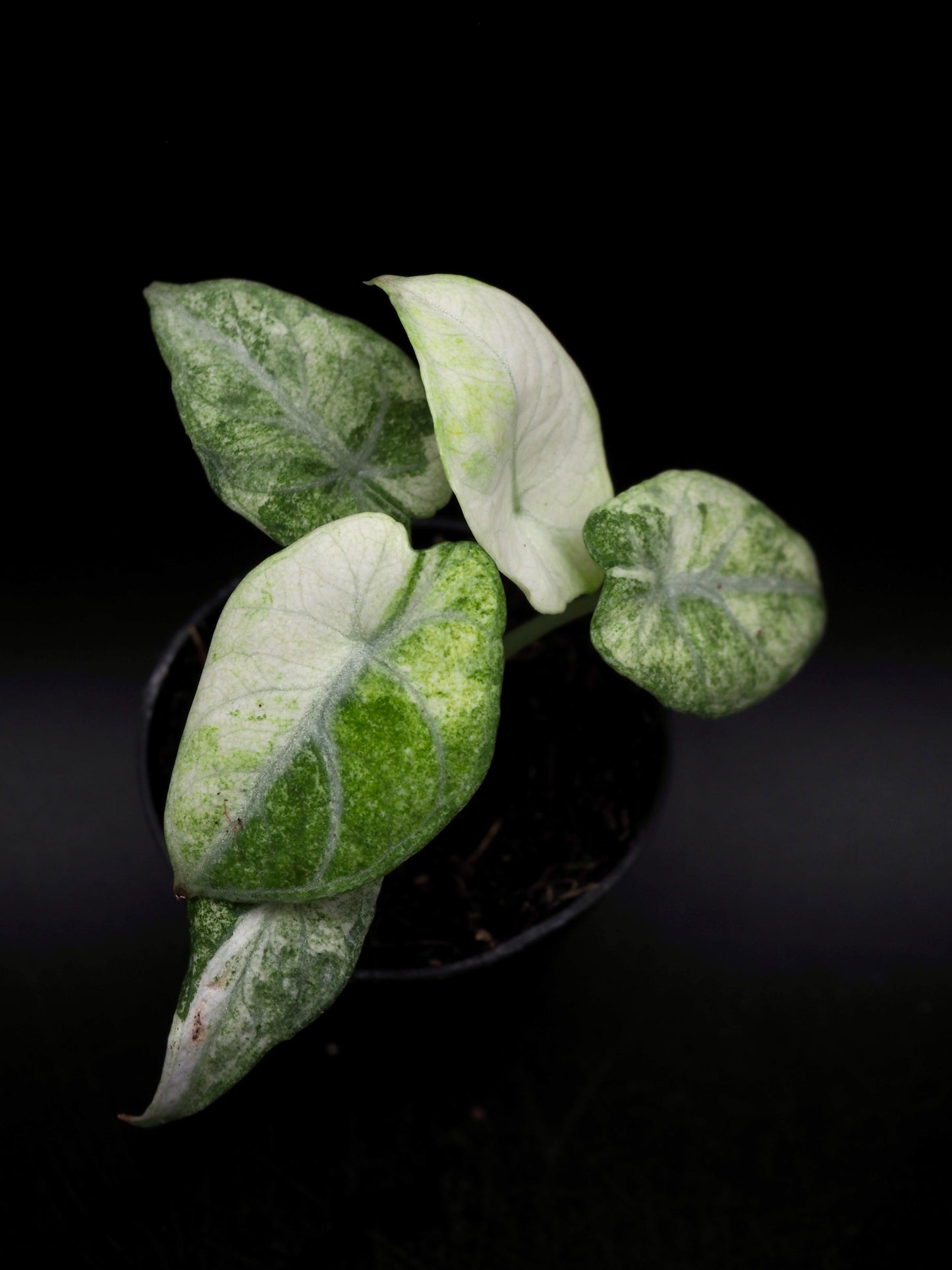 Alocasia Ninja Tricolor