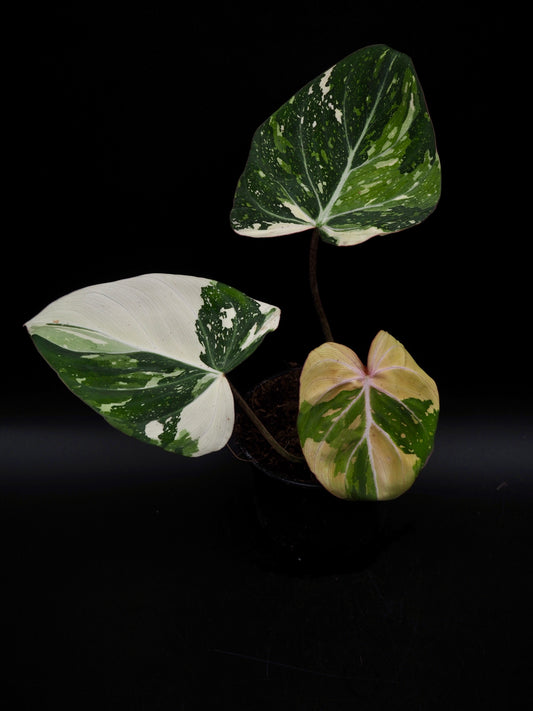 Philodendron Gloriosum Tricolore 