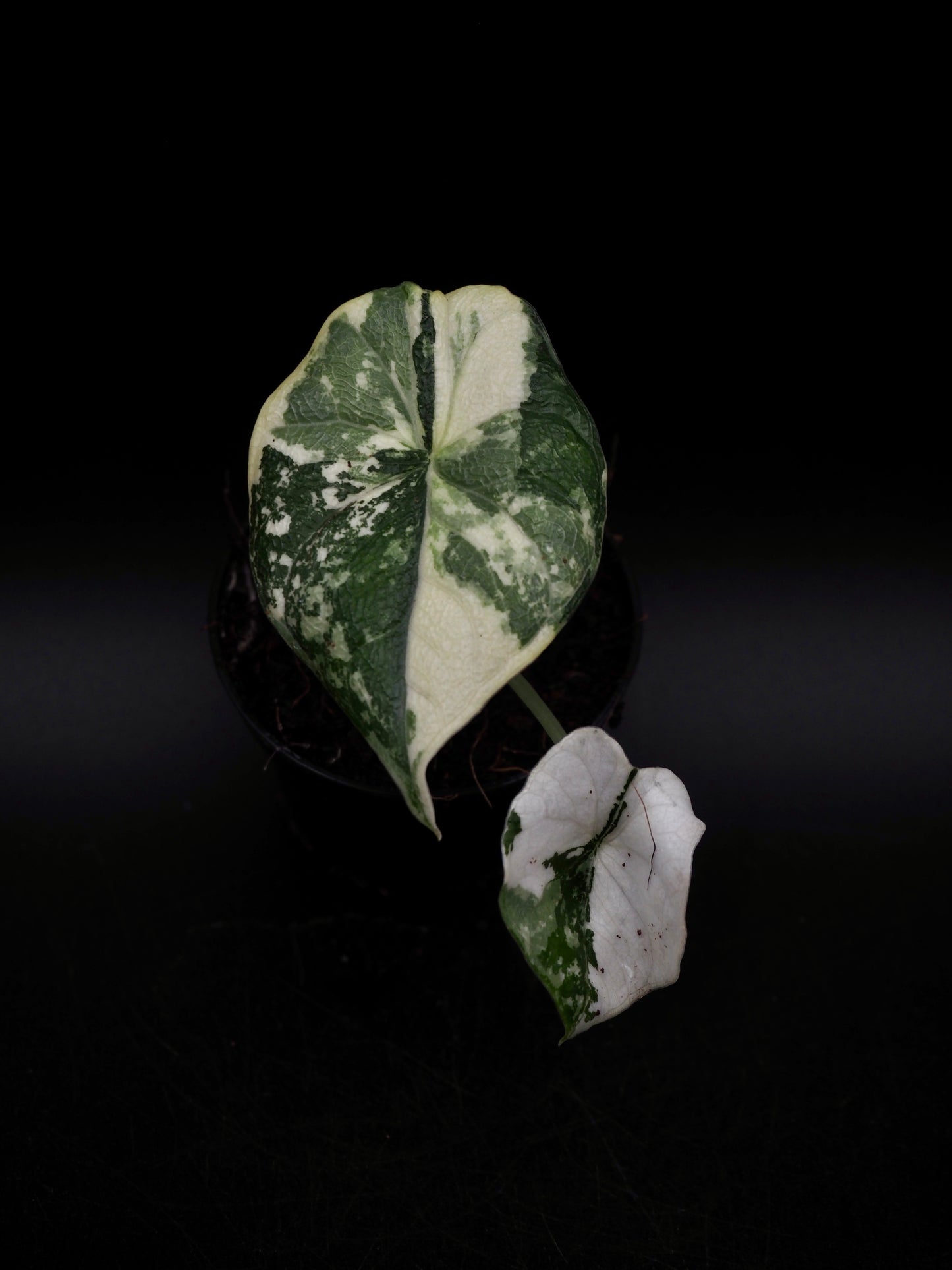 Alocasia Melo Albo