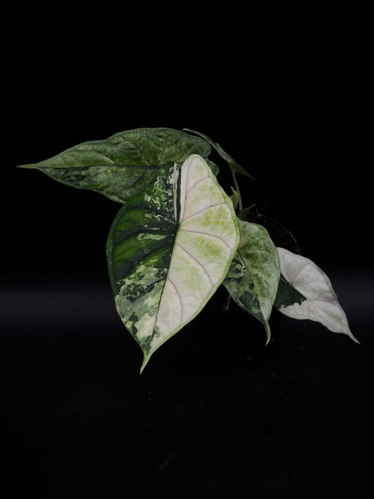Alocasia Dragon Scale Albo Variegata