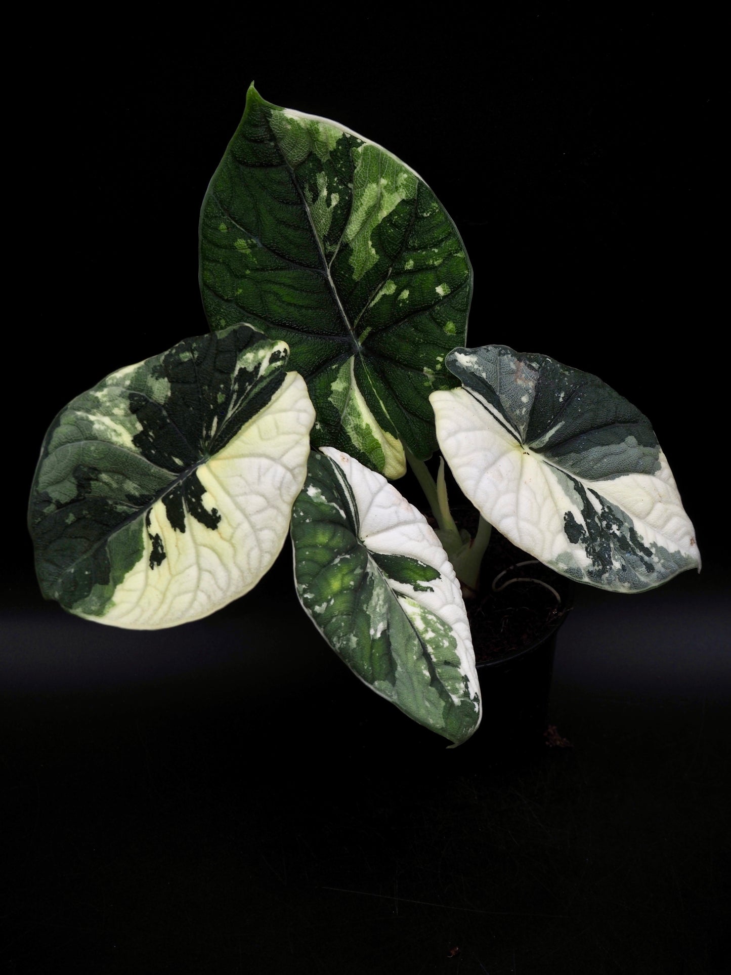 Alocasia Melo Albo