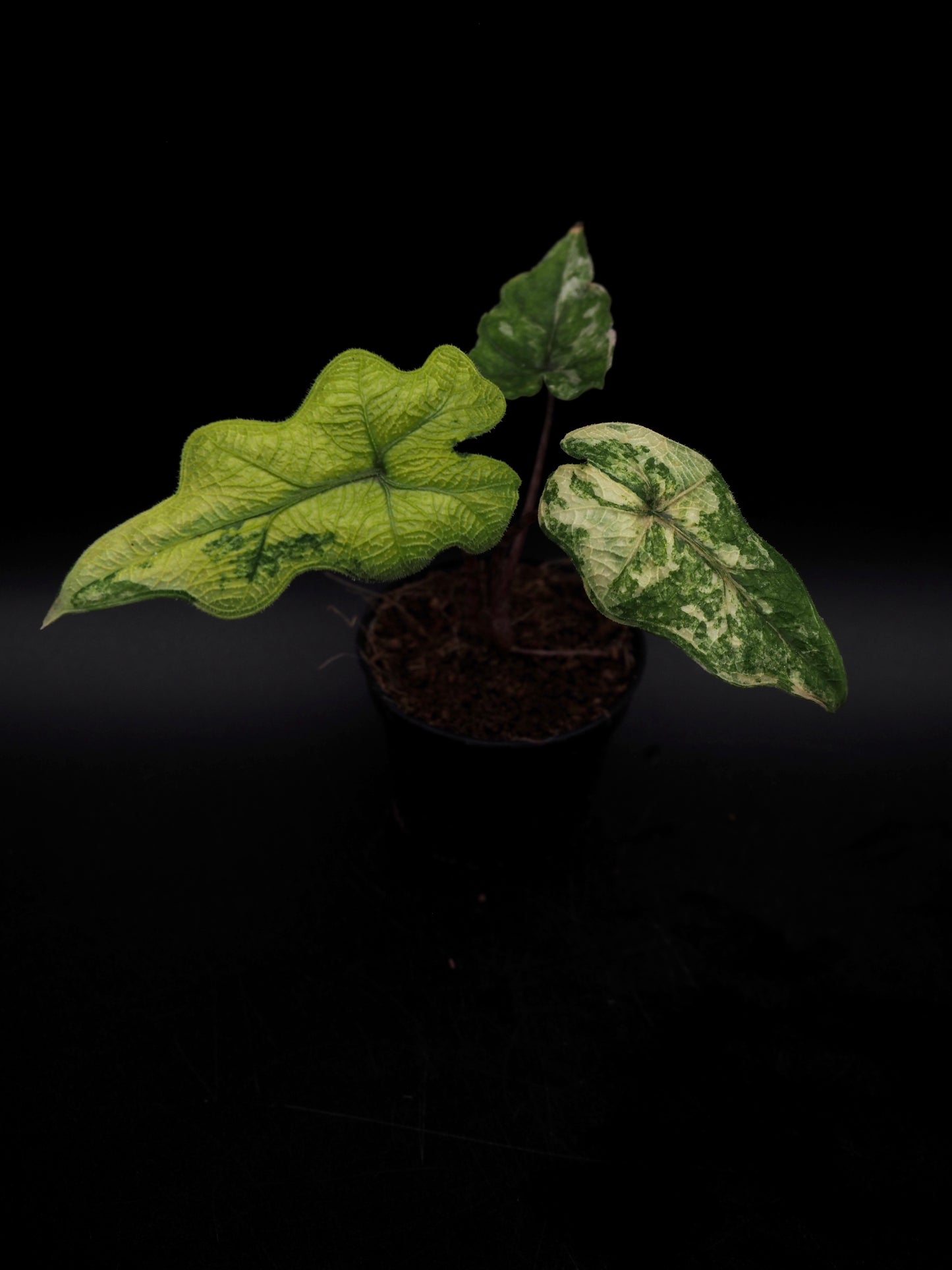 Alocasia Jacklyn Aurea Variegata