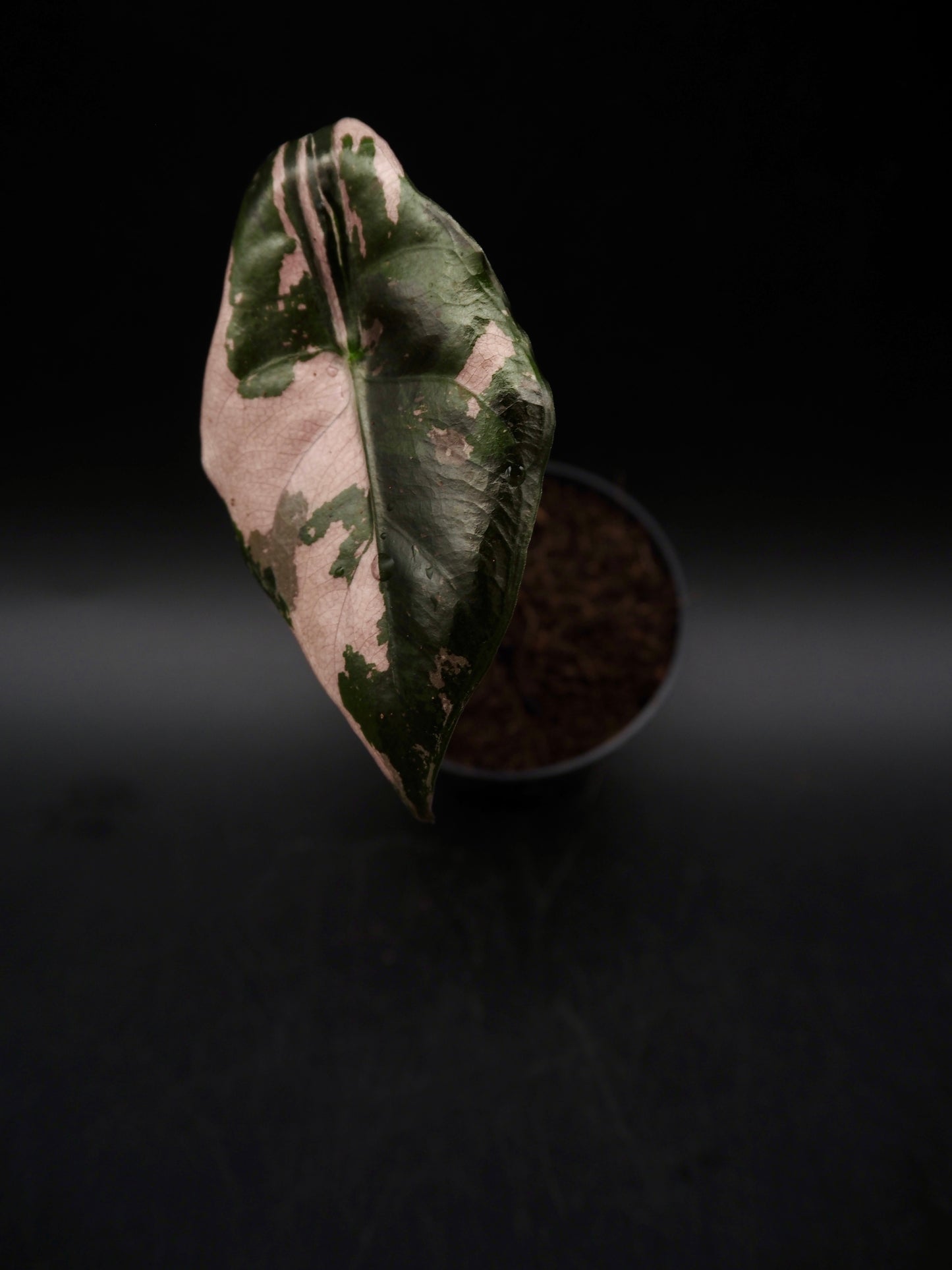 Alocasia Chantrieri Pink Variegata