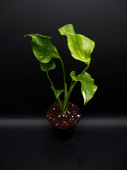 Monstera Thai Constellation Mutation