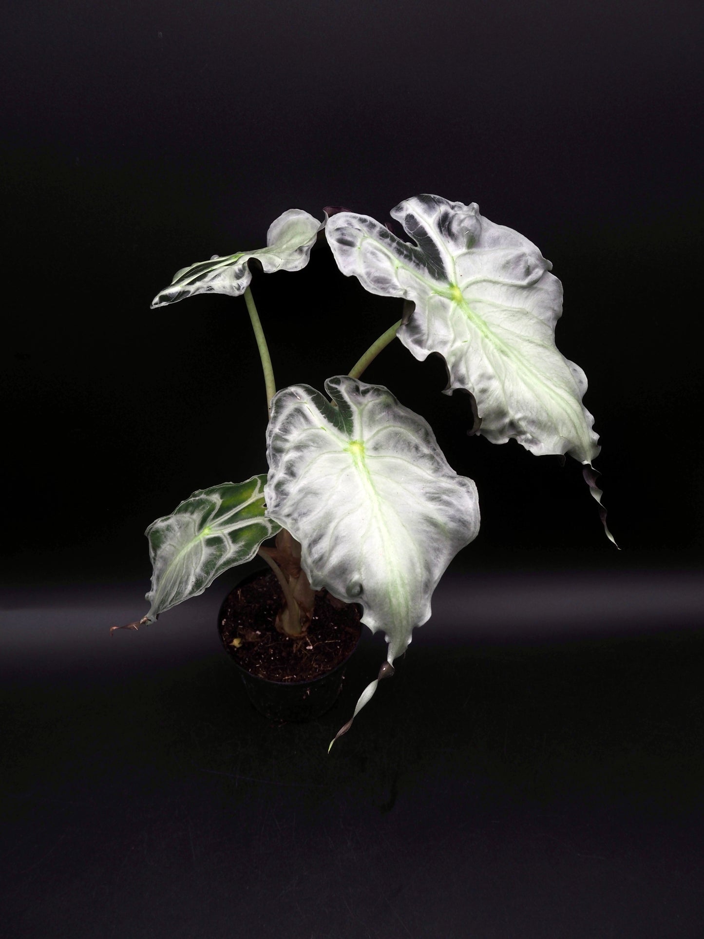 Alocasia Venom XL