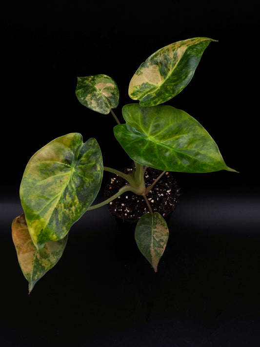 Alocasia Wentii Sunset Aurea