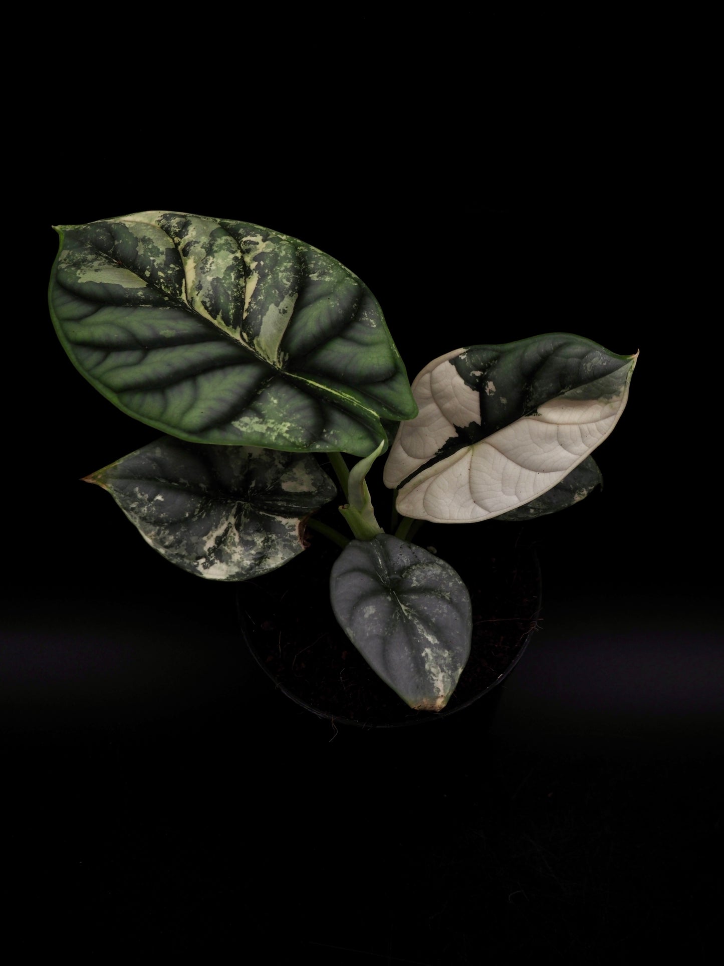 Alocasia Silver Dragon Albo
