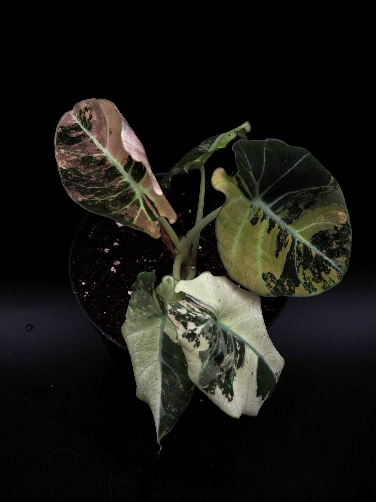 Alocasia Black Velvet Pink