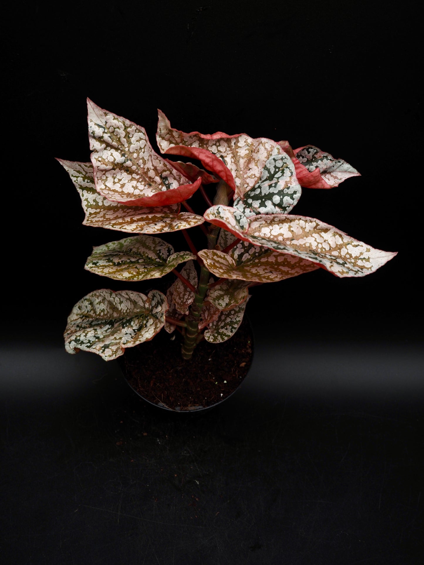 Begonia Snow capped variegata