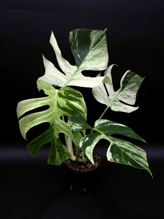 Monstera Deliciosa Jungle Menthe