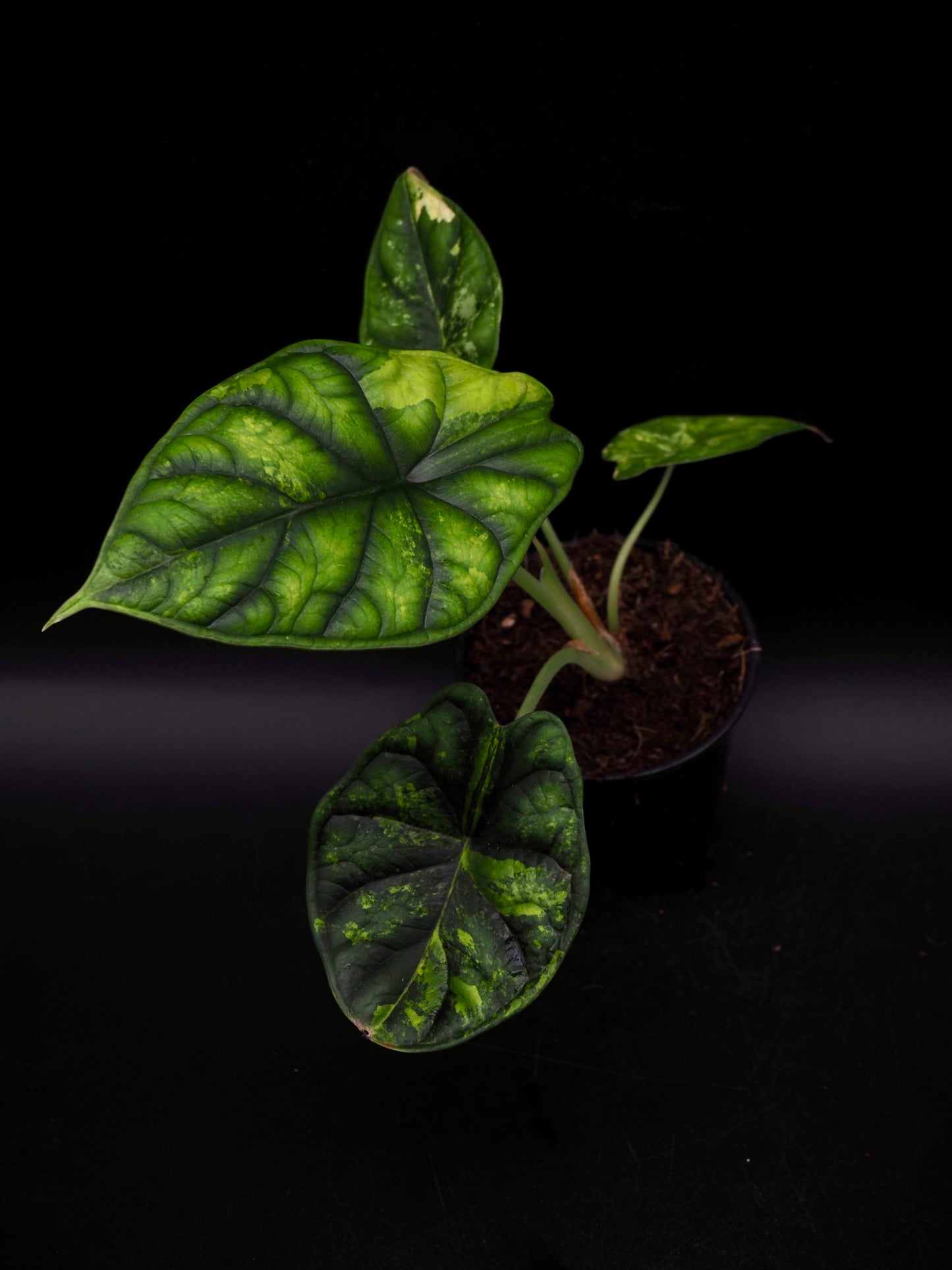 Alocasia Dragon Scale Aurea