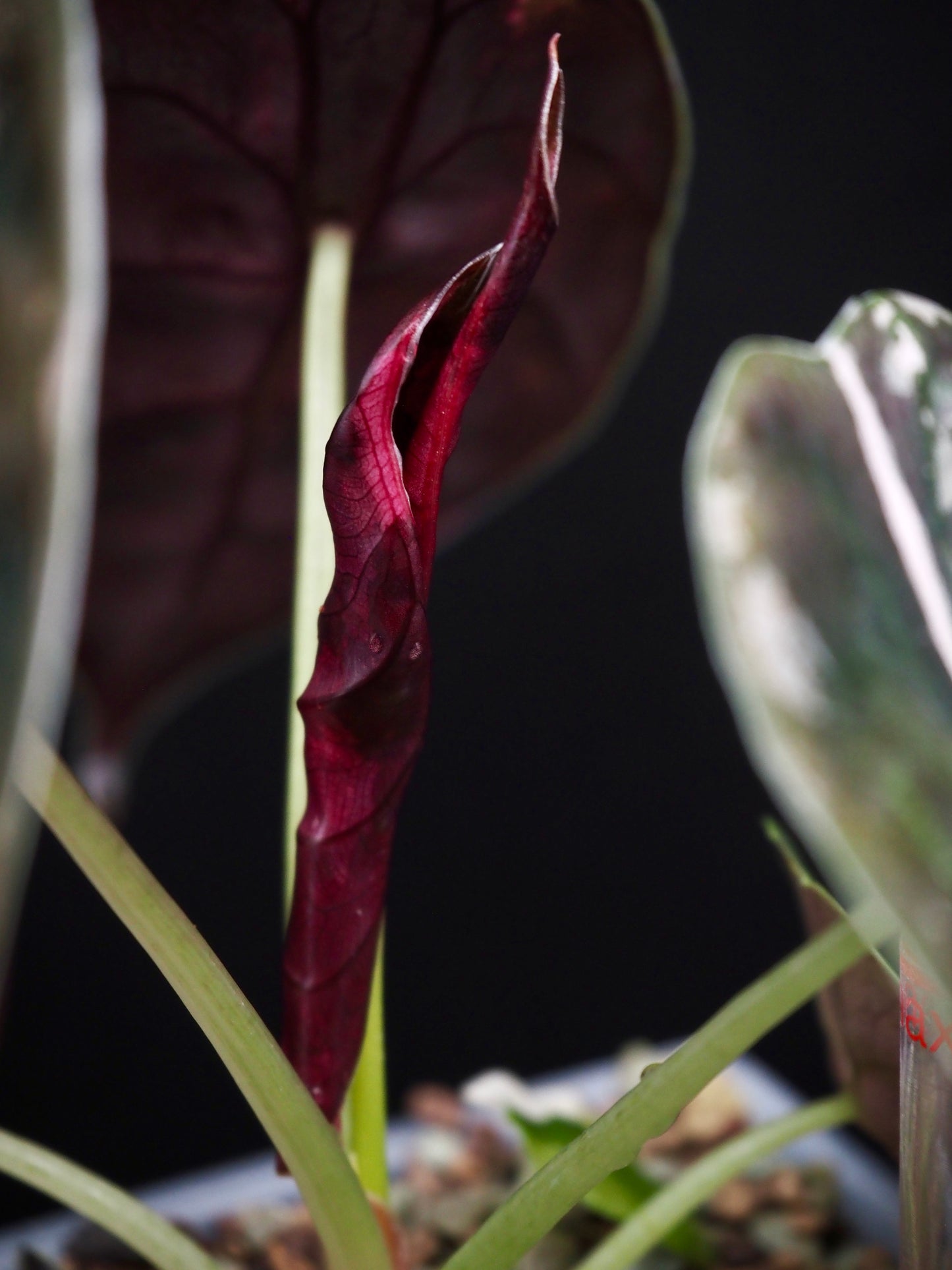 Alocasia Cuprea Nom Yen