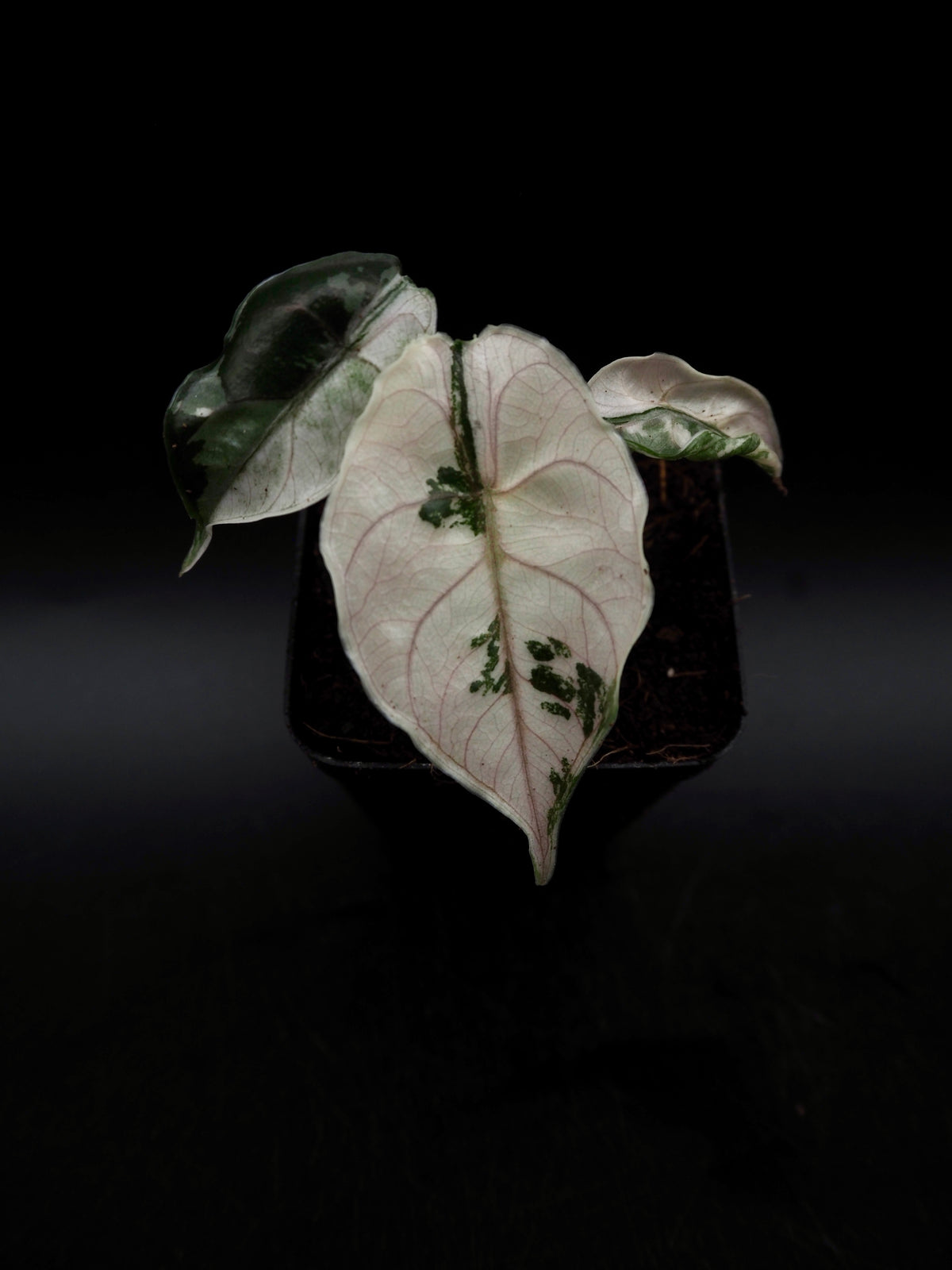 Alocasia Azlanii Pink