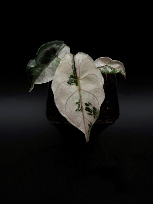 Alocasia Azlanii Pink