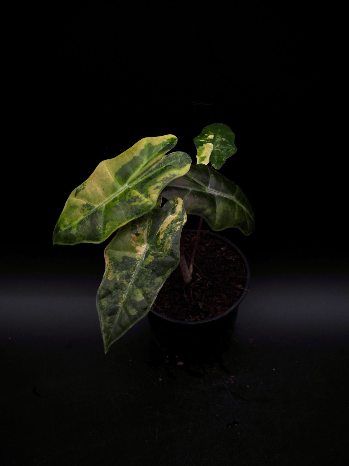 Alocasia Pseudo Sanderian Aurea Variegata