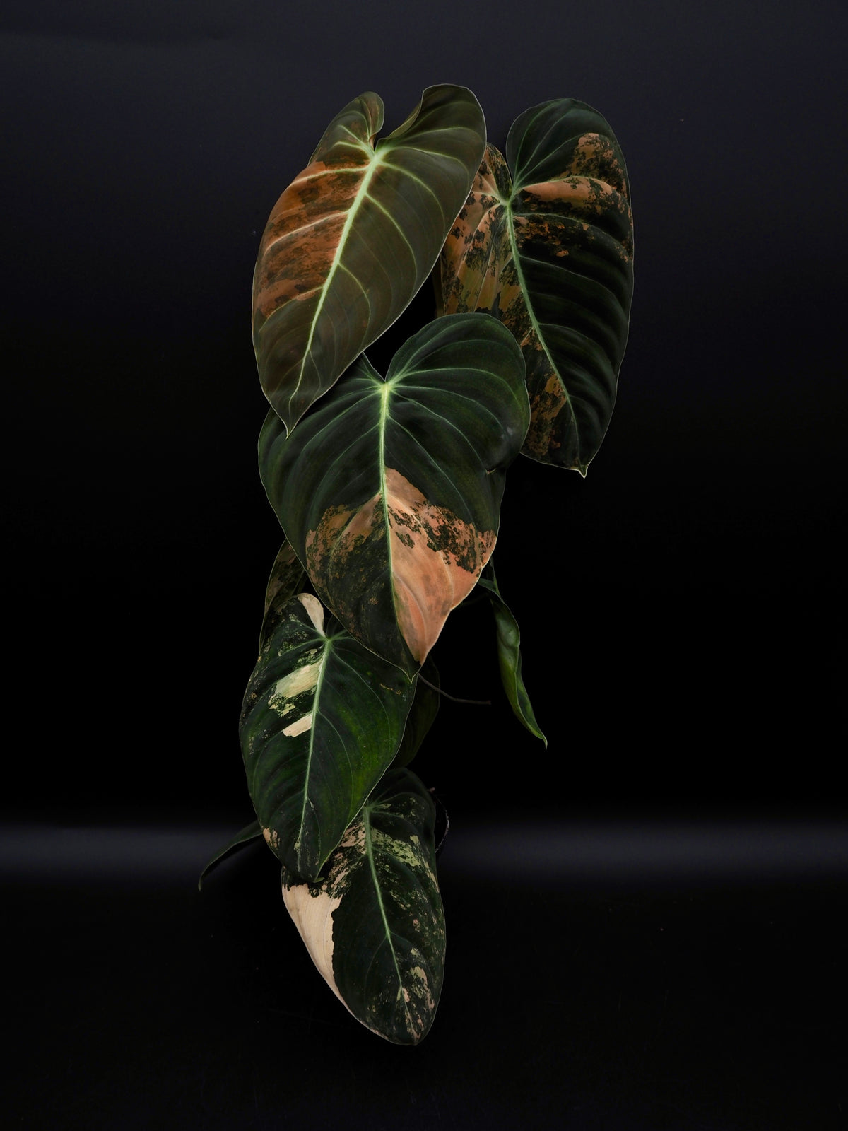 Philodendron Melanochrysum Bonfire