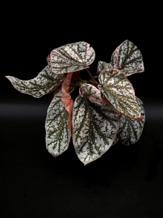 Bégonia variegata aux sommets enneigés