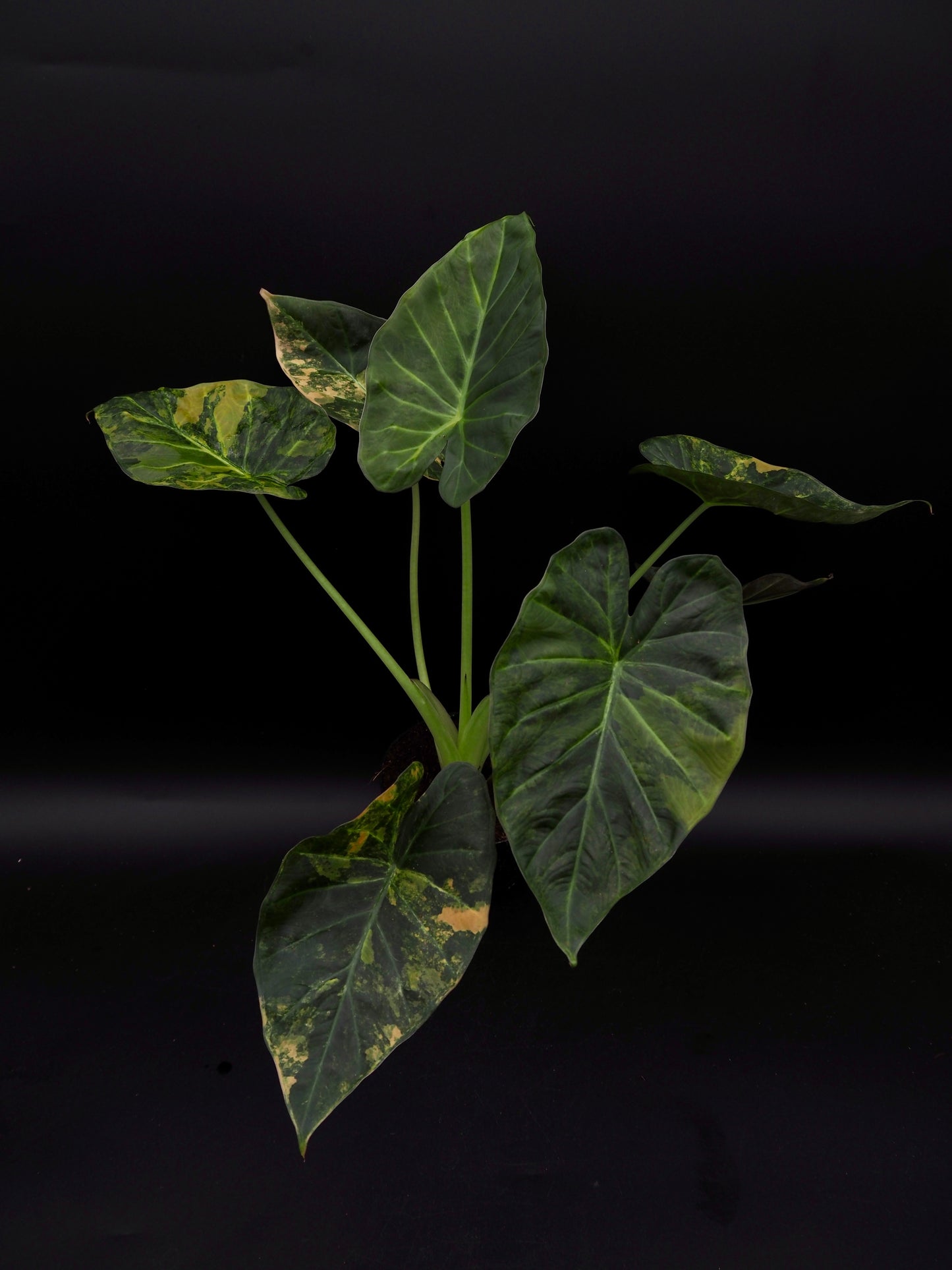 Alocasia Regal Shield Aurea