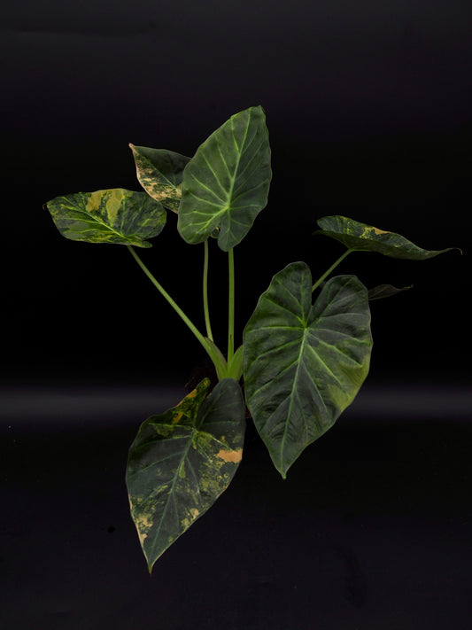 Alocasia Regal Shield Aurea
