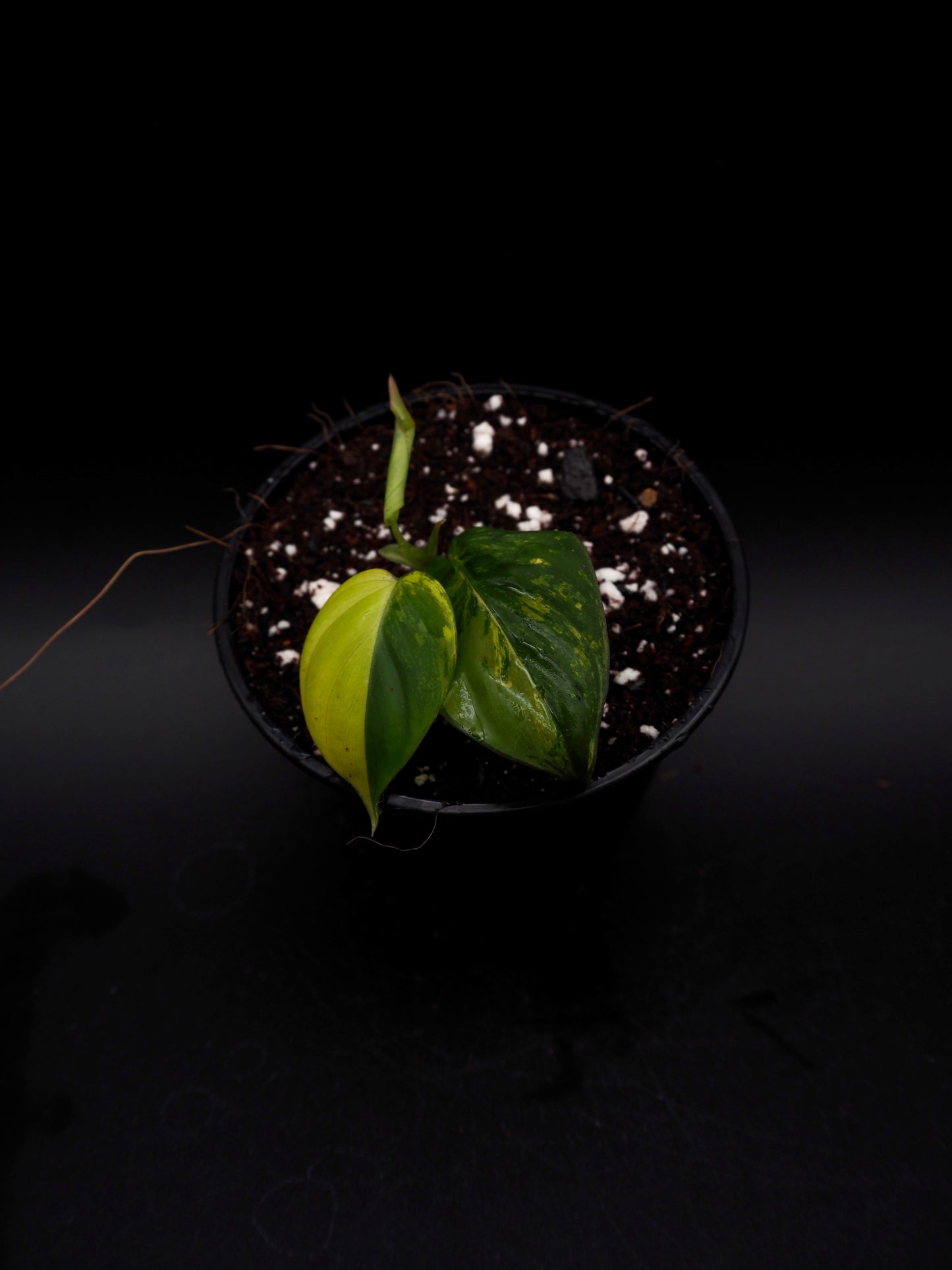 Philodendron Micans Variegata