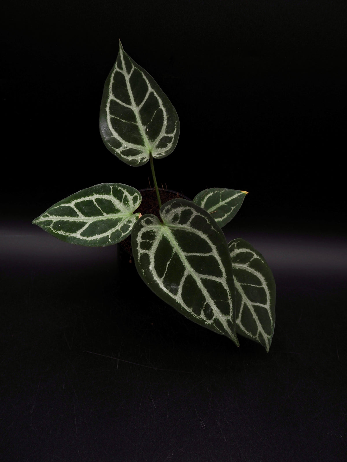 Anthurium Greige x Docblockf2 x self