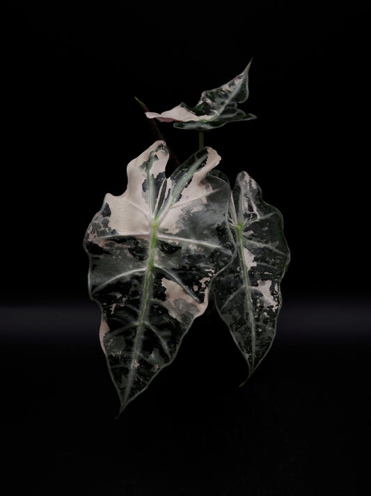 Alocasia Polly Pink Variegata