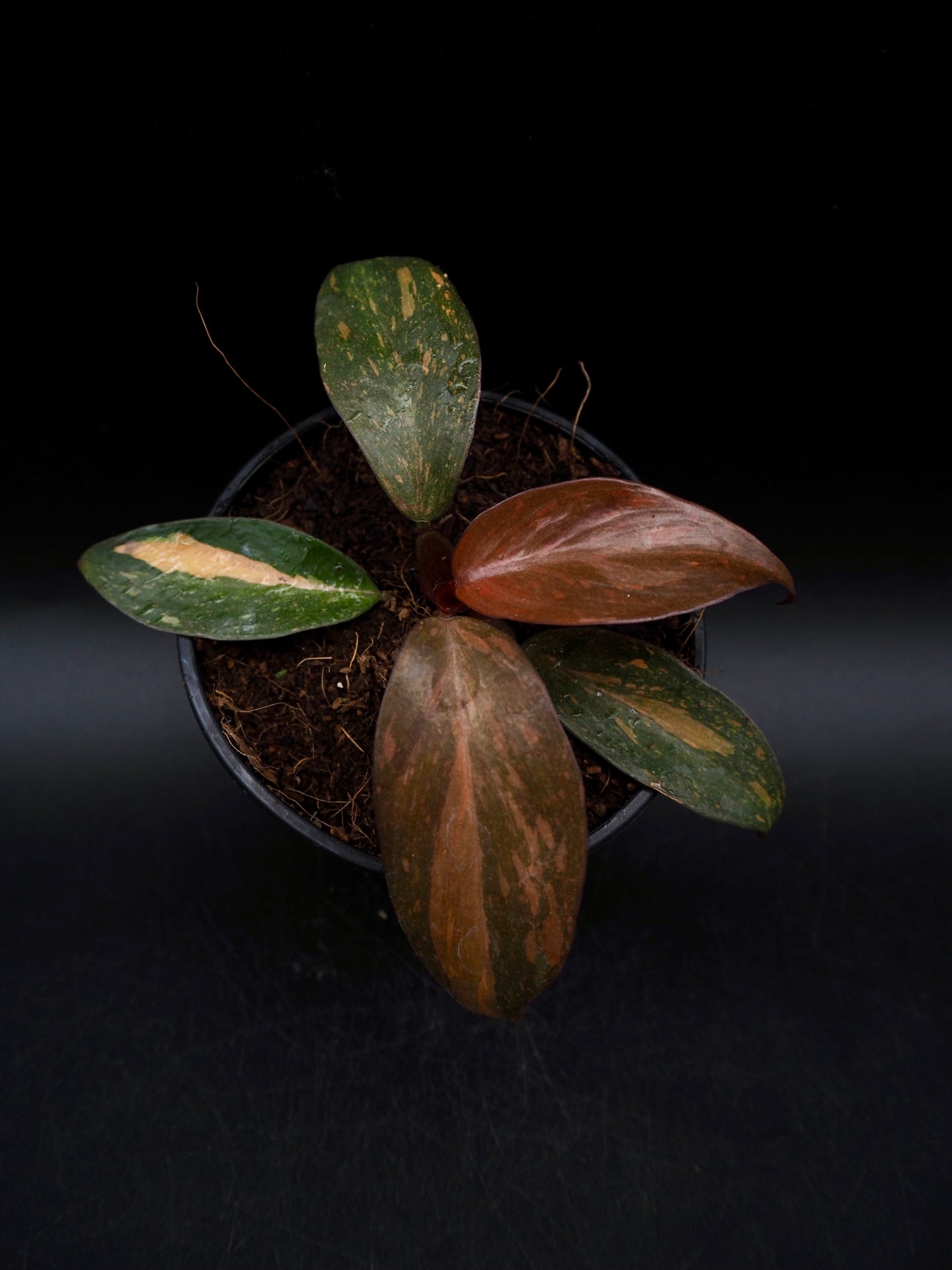 Philodendron Orange Princess Galaxy