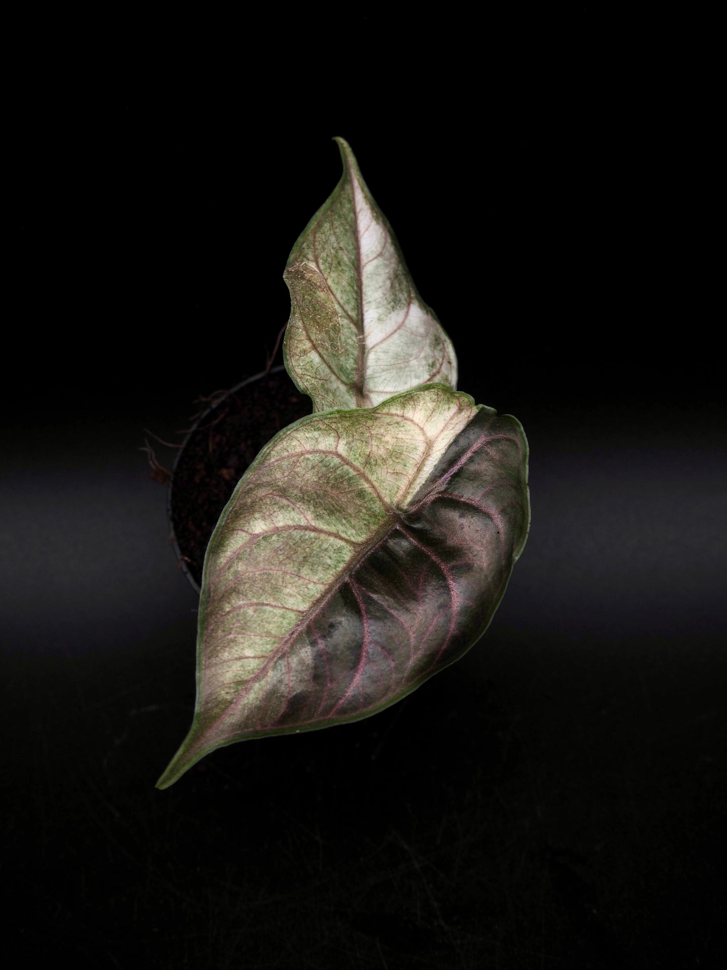 Alocasia Azlanii Pink