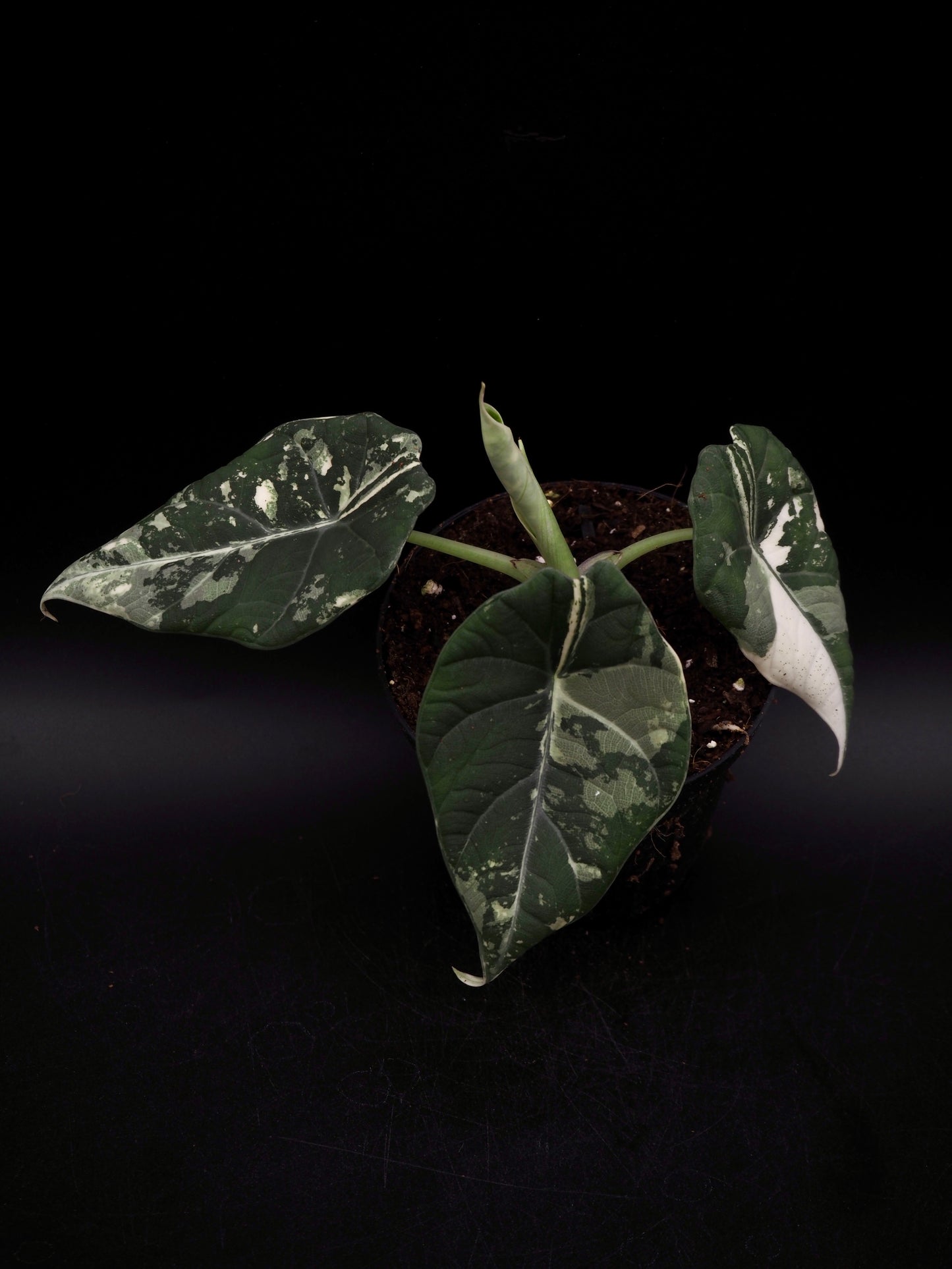Alocasia Maharani Albo Variegata