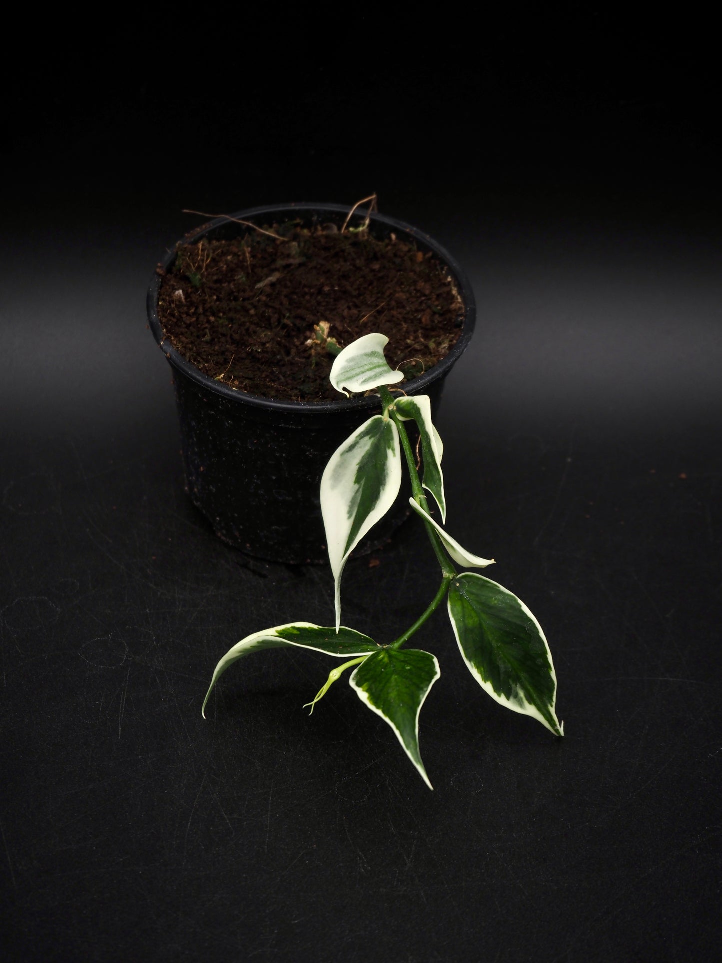 Hoya Polyneura Variegata