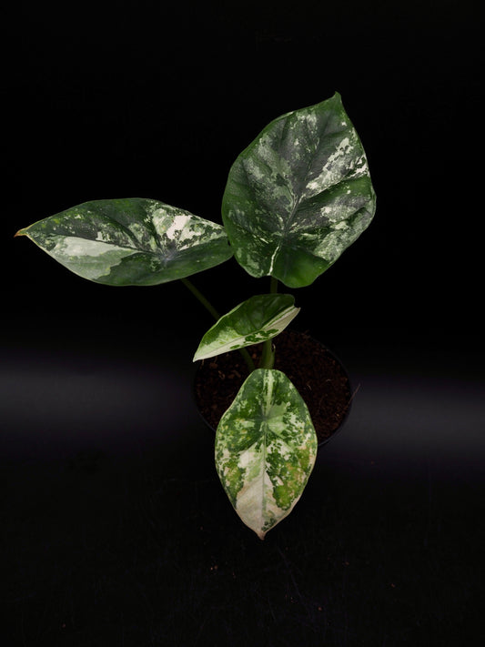 Alocasia Sinuata Albo