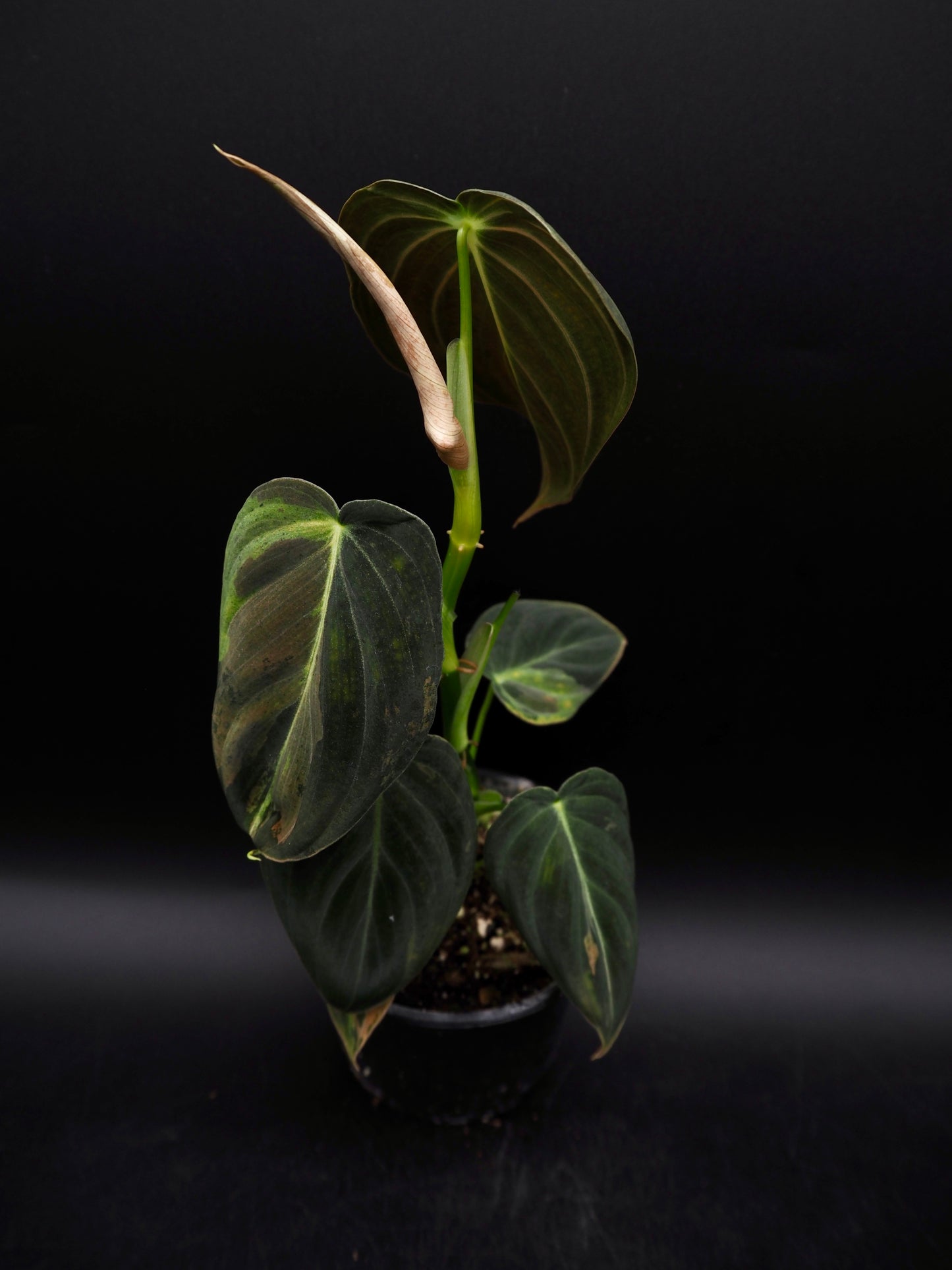 Philodendron Melanochrysum Variegata